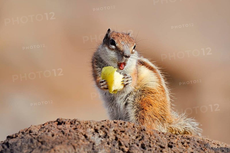 Atlas squirrel or North African bristle squirrel (Atlantoxerus getulus) sits feeding on a rock, Fuerteventura, Canary Islands, Spain