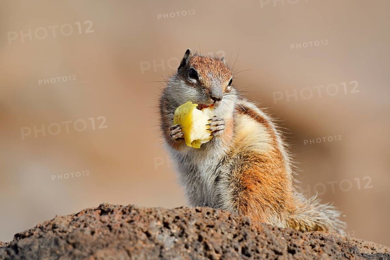 Atlas squirrel or North African bristle squirrel (Atlantoxerus getulus) sits feeding on a rock, Fuerteventura, Canary Islands, Spain