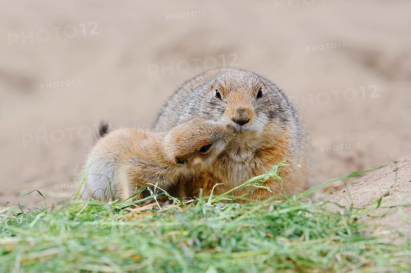 Black-tailed prairie dog (Cynomys ludovicianus) with young, captive, occurring in North America