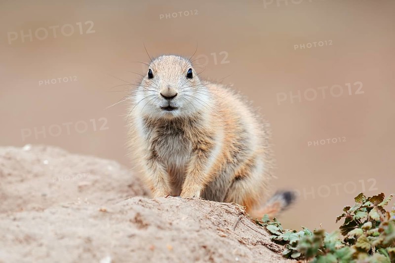 Black-tailed prairie dog (Cynomys ludovicianus), young animal at the den, captive, occurrence in North America