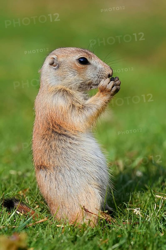 Black-tailed prairie dog (Cynomys ludovicianus), young animal sitting feeding in a meadow, captive, occurrence in North America