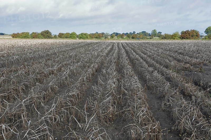 Potato field, potato harvest, potato, field, agriculture, farmer, farm, field, Baltic Sea island Fehmarn, East Holstein, Schleswig-Holstein, Germany