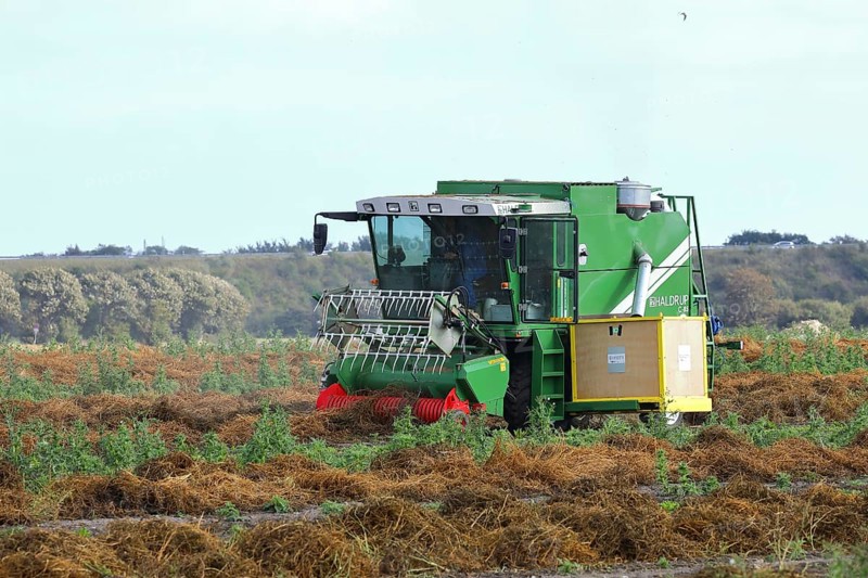 Sugar beet seed harvester, breeding, seed, field, plant breeding, Baltic Sea island Fehmarn, East Holstein, Schleswig-Holstein, Germany
