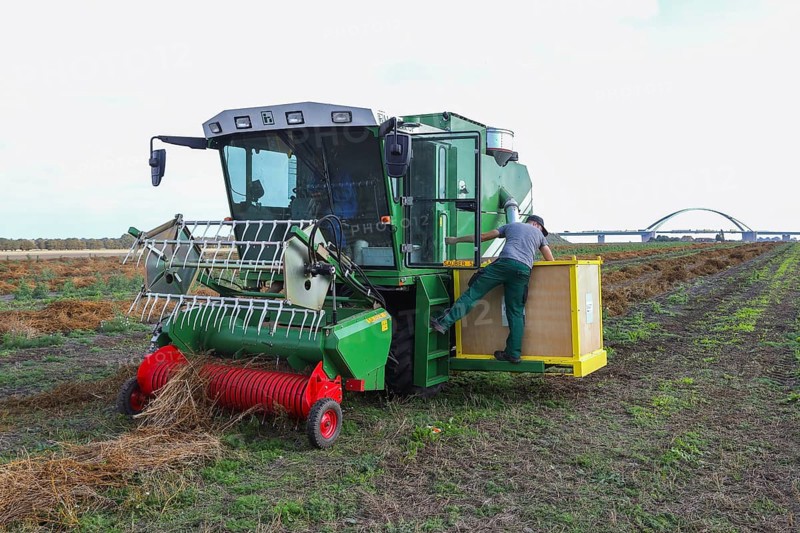 Sugar beet seed harvester, breeding, seed, field, plant breeding, Baltic Sea island Fehmarn, East Holstein, Schleswig-Holstein, Germany