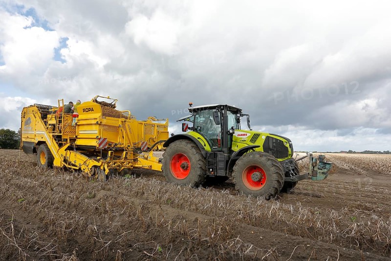 Agricultural harvesting of potatoes with ROPA Keiler 2 potato harvester in front of Claas Axion 830 tractor, Baltic Sea island of Fehmarn, East Holstein, Schleswig-Holstein, Germany