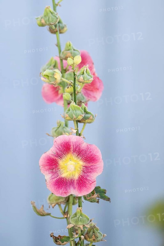 Close-up of a pink-yellow hollyhock (Alcea rosea) against a grey-blue background, Fjällbacka, Bohuslän, western Sweden, Sweden