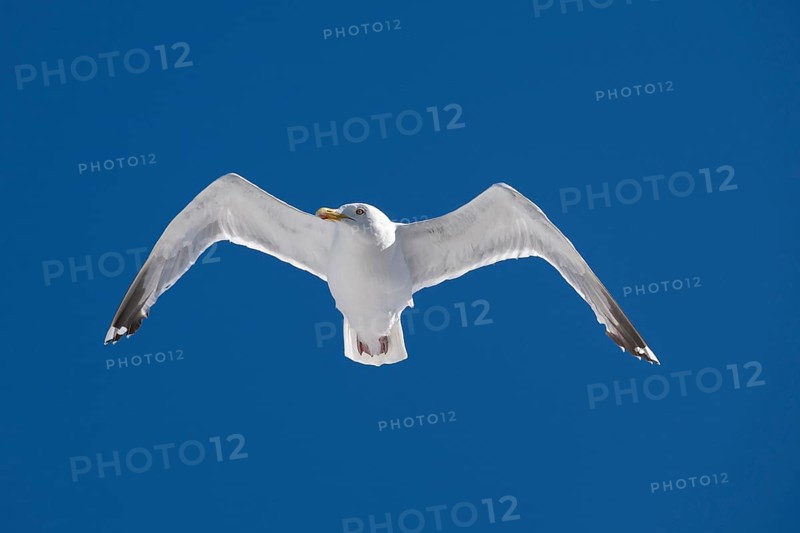 Seagull with spread wings in flight in front of a blue sky, Warnemünde, Rostock, Mecklenburg-Vorpommern, Germany