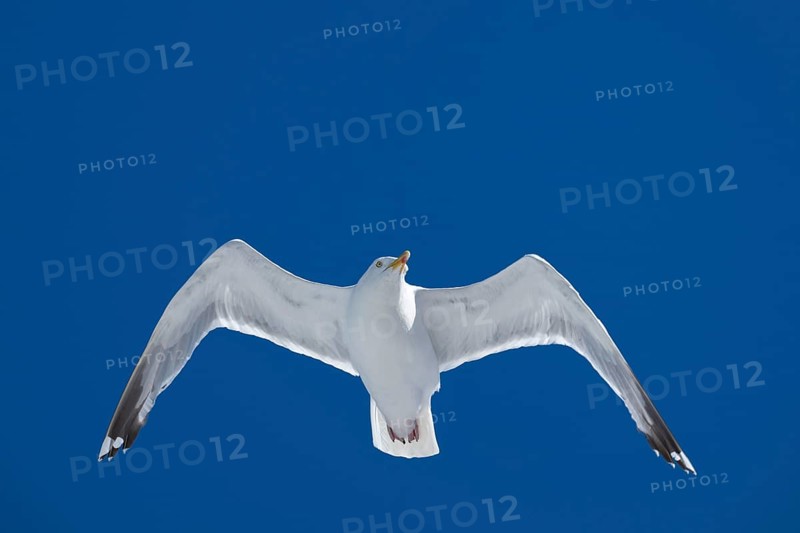Seagull with spread wings in flight in front of a blue sky, Warnemünde, Rostock, Mecklenburg-Vorpommern, Germany