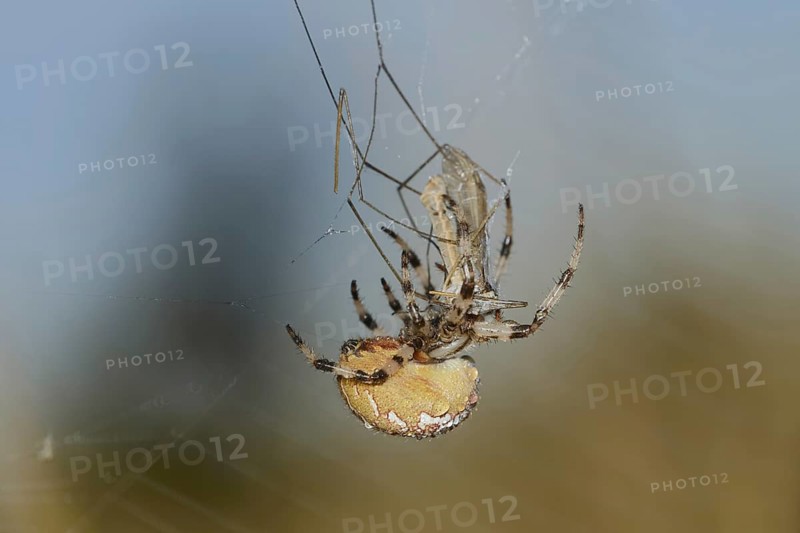 Four-spotted cross spider (Araneus quadratus), female with prey in web, North Rhine-Westphalia, Germany