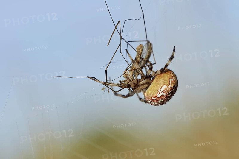 Four-spotted cross spider (Araneus quadratus), female with prey in web, North Rhine-Westphalia, Germany