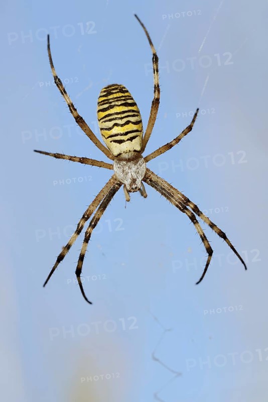 Wasp spider (Argiope bruennichi), female in web, North Rhine-Westphalia, Germany