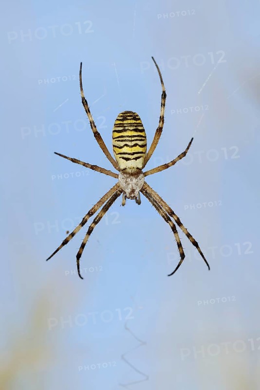 Wasp spider (Argiope bruennichi), female in web, North Rhine-Westphalia, Germany