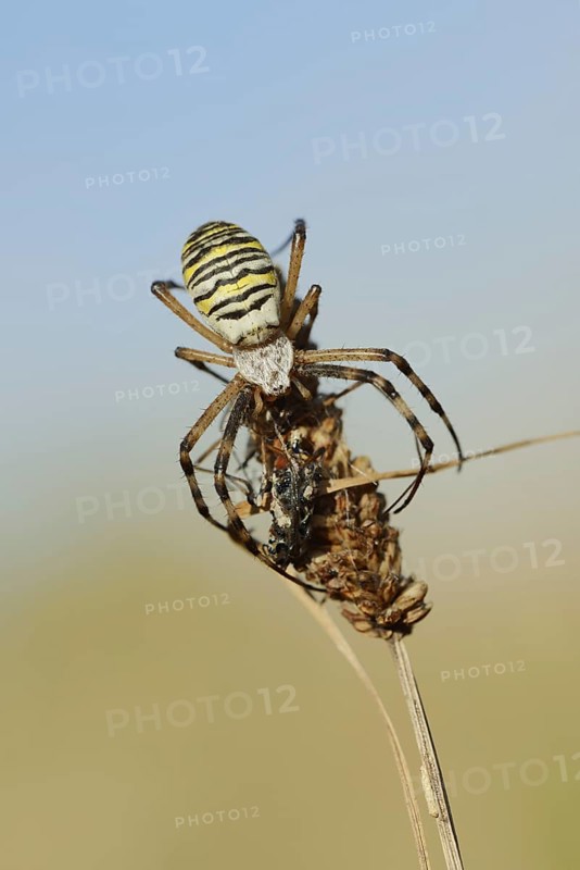 Wasp spider (Argiope bruennichi), female with prey, North Rhine-Westphalia, Germany