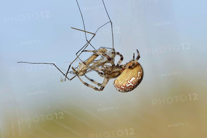 Four-spotted cross spider (Araneus quadratus), female with prey in web, North Rhine-Westphalia, Germany