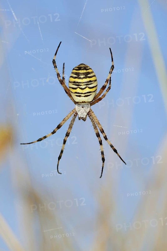 Wasp spider (Argiope bruennichi), female in web, North Rhine-Westphalia, Germany