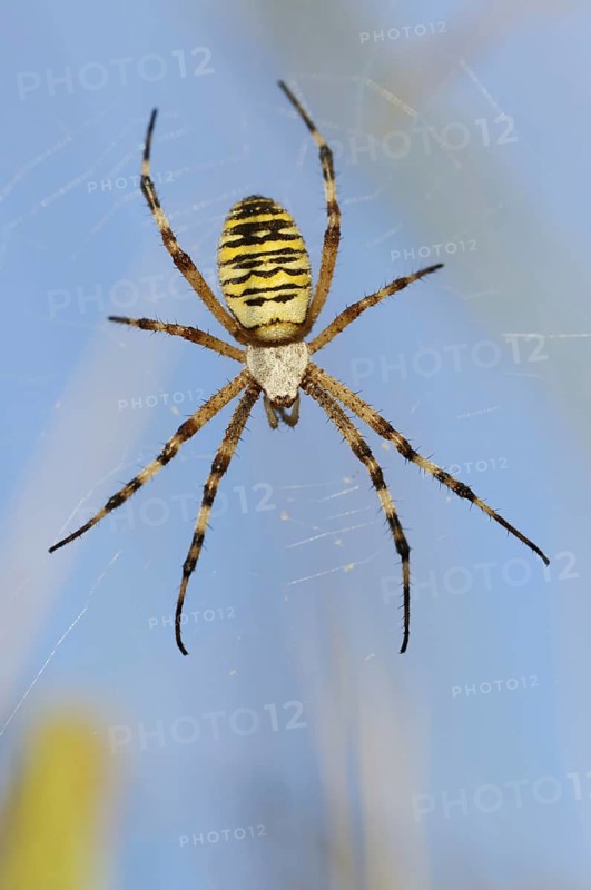Wasp spider (Argiope bruennichi), female in web, North Rhine-Westphalia, Germany
