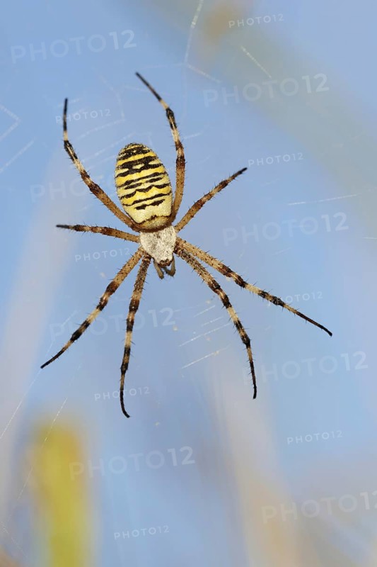 Wasp spider (Argiope bruennichi), female in web, North Rhine-Westphalia, Germany