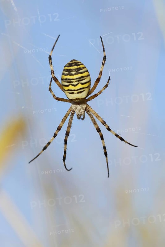 Wasp spider (Argiope bruennichi), female in web, North Rhine-Westphalia, Germany