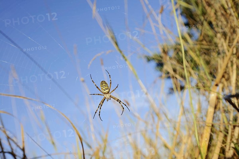 Wasp spider (Argiope bruennichi), female in web, North Rhine-Westphalia, Germany