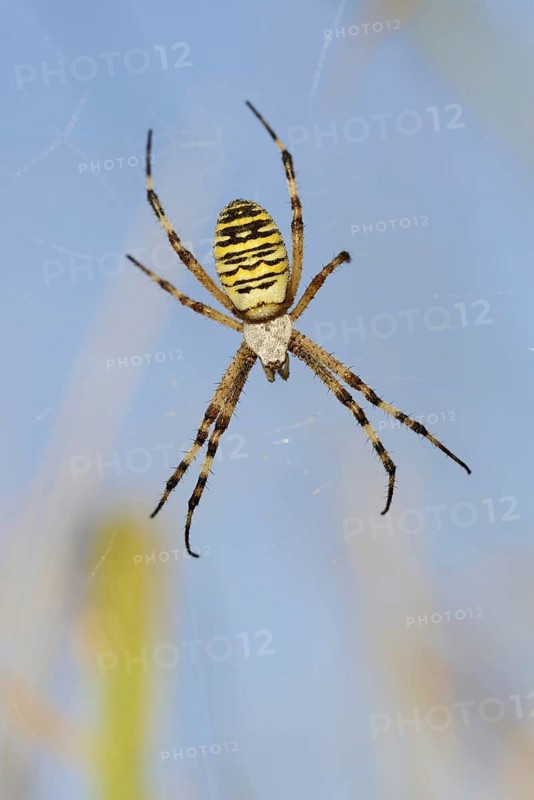 Wasp spider (Argiope bruennichi), female in web, North Rhine-Westphalia, Germany