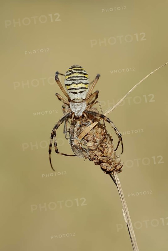 Wasp spider (Argiope bruennichi), female with prey, North Rhine-Westphalia, Germany
