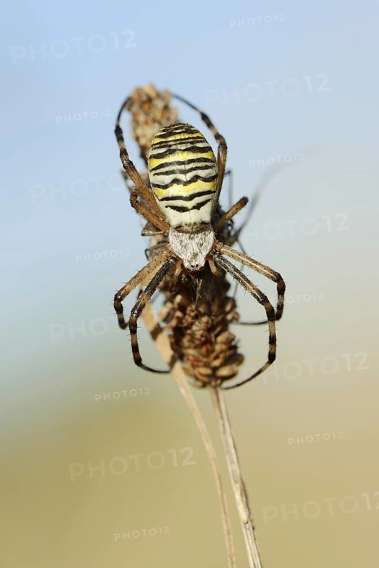 Wasp spider (Argiope bruennichi), female with prey, North Rhine-Westphalia, Germany