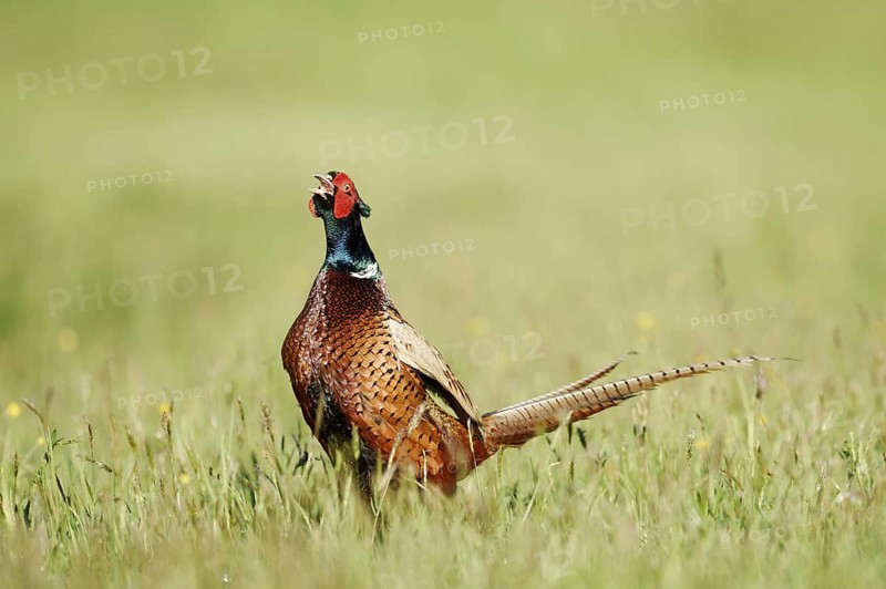 Hunting pheasant (Phasianus colchicus), cock stands calling in a meadow, North Rhine-Westphalia, Germany