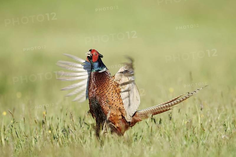 Hunting pheasant (Phasianus colchicus), cock mating in a meadow, North Rhine-Westphalia, Germany