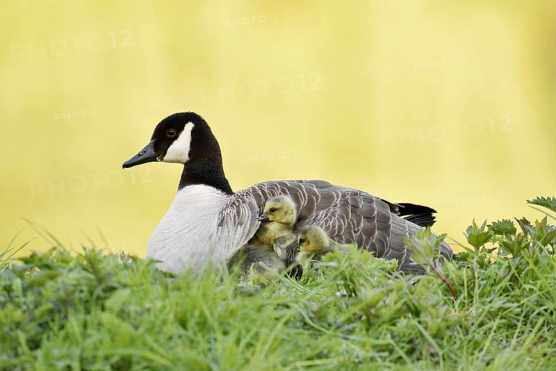 Canada goose (Branta canadensis) with chicks, North Rhine-Westphalia, Germany