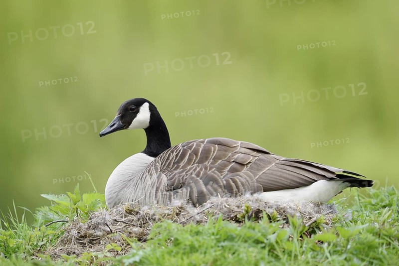 Canada goose (Branta canadensis) sitting brooding on the nest, North Rhine-Westphalia, Germany