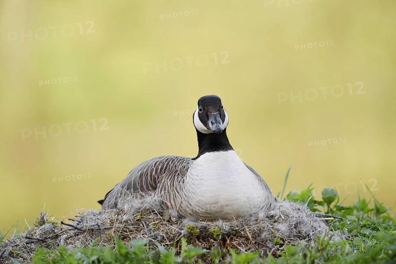 Canada goose (Branta canadensis) sitting brooding on the nest, North Rhine-Westphalia, Germany
