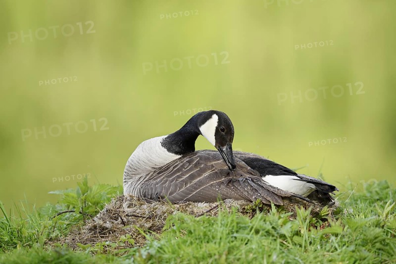 Canada goose (Branta canadensis) sitting brooding on the nest, North Rhine-Westphalia, Germany