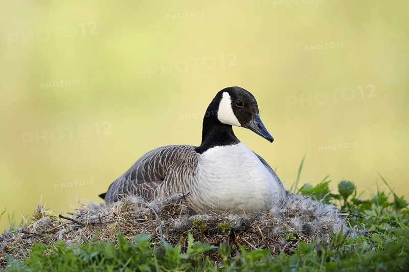Canada goose (Branta canadensis) sitting brooding on the nest, North Rhine-Westphalia, Germany