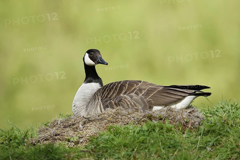 Canada goose (Branta canadensis) sitting brooding on the nest, North Rhine-Westphalia, Germany