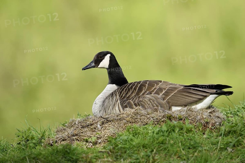 Canada goose (Branta canadensis) sitting brooding on the nest, North Rhine-Westphalia, Germany
