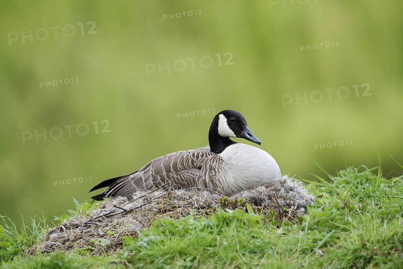 Canada goose (Branta canadensis) sitting brooding on the nest, North Rhine-Westphalia, Germany