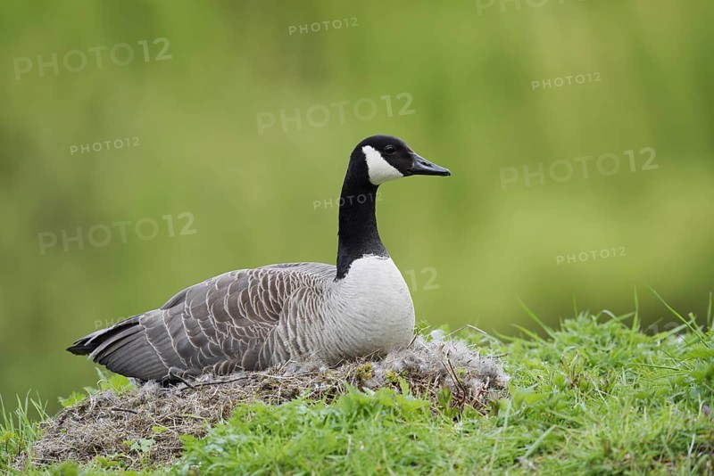 Canada goose (Branta canadensis) sitting brooding on the nest, North Rhine-Westphalia, Germany