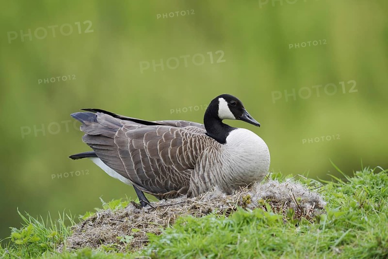 Canada goose (Branta canadensis) sitting brooding on the nest, North Rhine-Westphalia, Germany