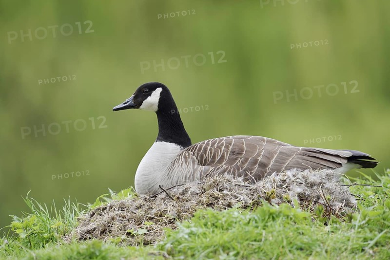 Canada goose (Branta canadensis) sitting brooding on the nest, North Rhine-Westphalia, Germany