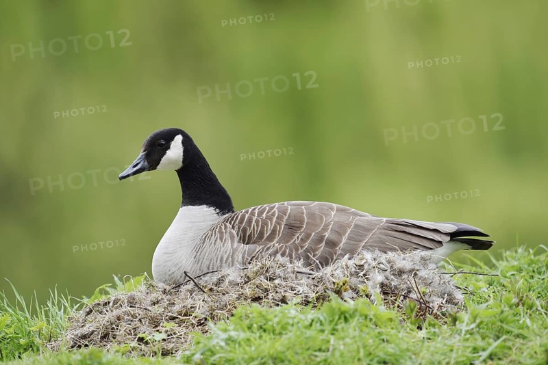 Canada goose (Branta canadensis) sitting brooding on the nest, North Rhine-Westphalia, Germany