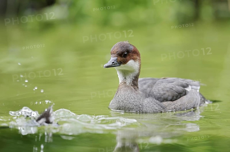 Red-breasted Merganser (Mergellus albellus), female, Netherlands