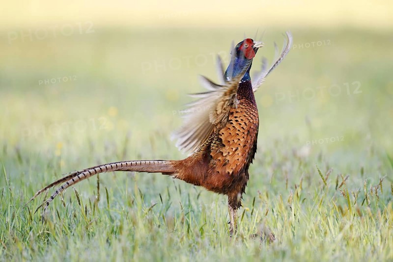 Hunting pheasant (Phasianus colchicus), cock mating in a meadow, North Rhine-Westphalia, Germany