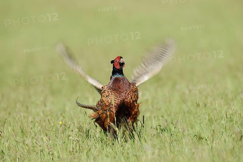 Hunting pheasant (Phasianus colchicus), cock mating in a meadow, North Rhine-Westphalia, Germany