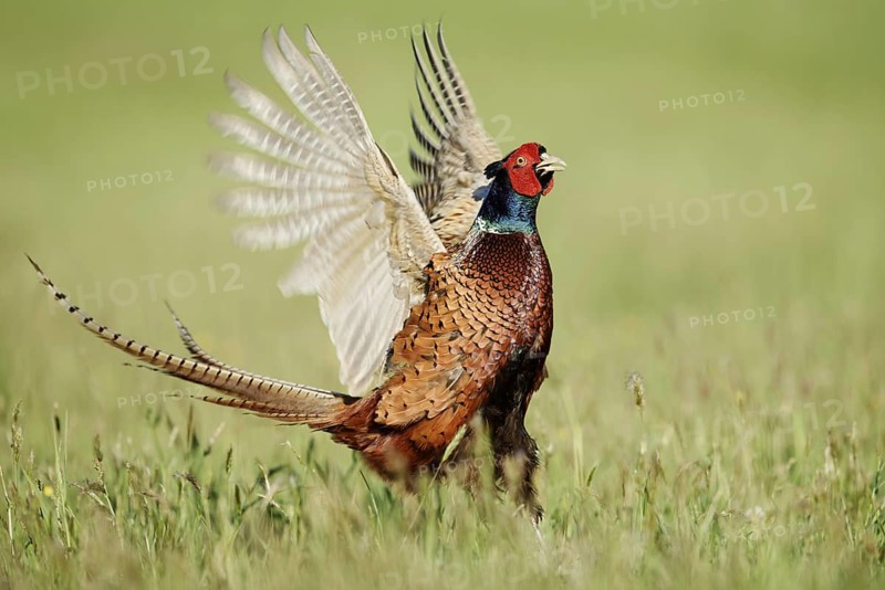 Hunting pheasant (Phasianus colchicus), cock mating in a meadow, North Rhine-Westphalia, Germany
