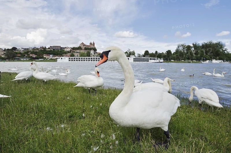 Mute swans on the Rhine with a view of the Münsterberg and St Stephan's Minster, Breisach am Rhein, Baden-Württemberg, Germany