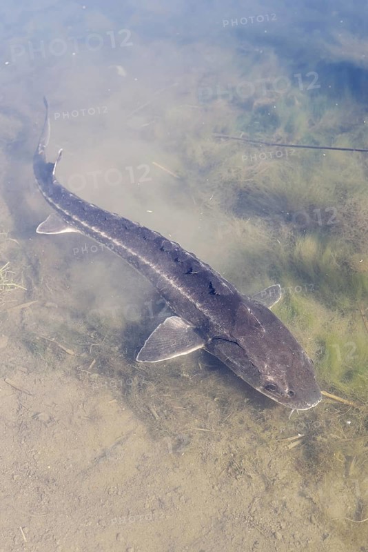 Russian sturgeon or Waxdick (Acipenser gueldenstaedtii), released animal in a lake, North Rhine-Westphalia, Germany