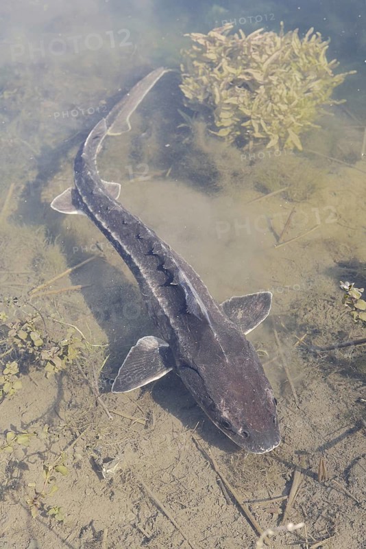 Russian sturgeon or Waxdick (Acipenser gueldenstaedtii), released animal in a lake, North Rhine-Westphalia, Germany