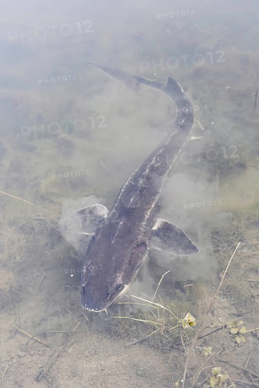 Russian sturgeon or Waxdick (Acipenser gueldenstaedtii), released animal in a lake, North Rhine-Westphalia, Germany