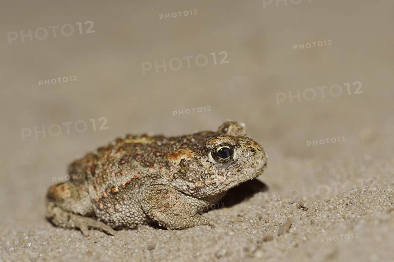 Natterjack toad (Epidalea calamita, Bufo calamita), North Rhine-Westphalia, Germany