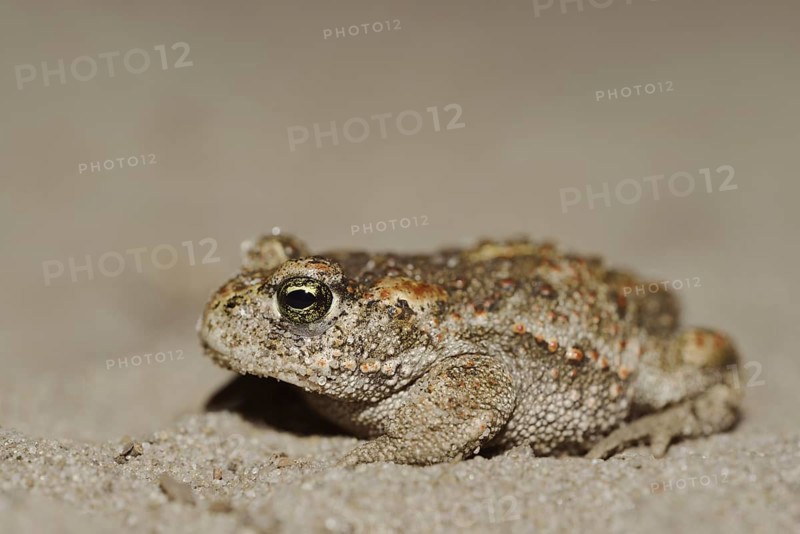Natterjack toad (Epidalea calamita, Bufo calamita), North Rhine-Westphalia, Germany